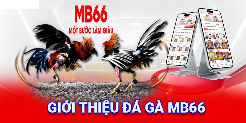      Chơi Đá Gà Mb66 trúng ngay nhận quà liền ngay